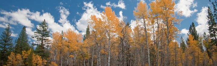Forest with clouds Forest with clouds