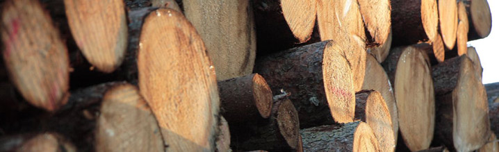 Pile of cut logs Pile of cut logs