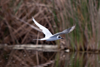 A bird flies over the waters of the Cienega de Santa Clara A bird flies over the waters of the Cienega de Santa Clara
