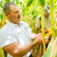 Man in field of corn
