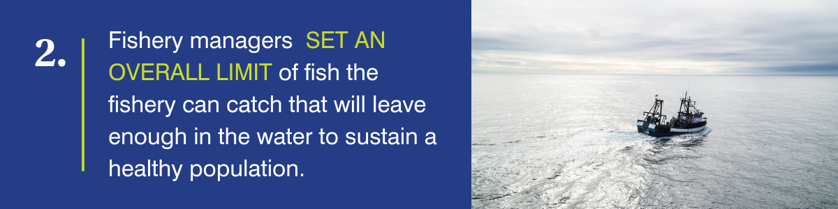 Fishery managers set an overall limit of fish the fishery can catch that will leave enough in the water to sustain a healthy population.
