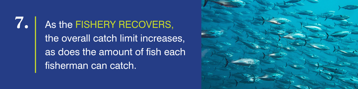 As the fishery recovers, the overall catch limit increases, as does the amount of fish each fisherman can catch.