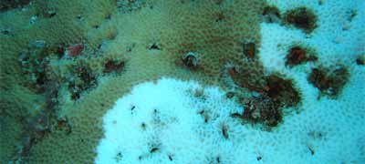 Coral bleaching from warming waters. Photo: Dr. Dwayne Meadows, NOAA/NMFS/OPR