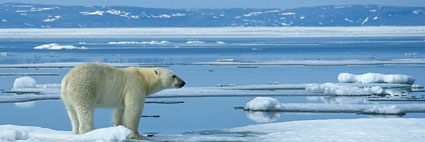 Polar bear on ice