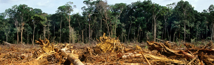 Rainforest logging Rainforest logging