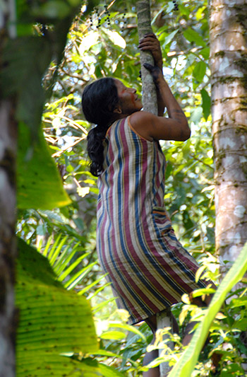 Woman climbing a tree