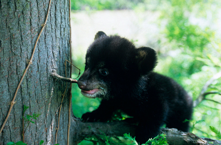 Louisiana black bear cub, image courtesy www.edf.org