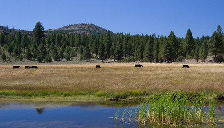 Sierra Meadow Sierra Meadow