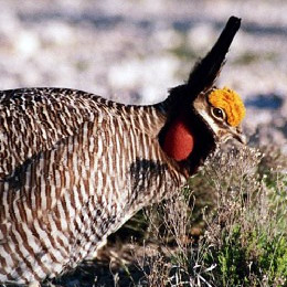 Saving wildlife on private lands