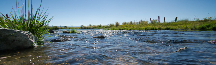 Sierra meadows store and filter water for California cities and farms. Sierra meadows store and filter water for California cities and farms.