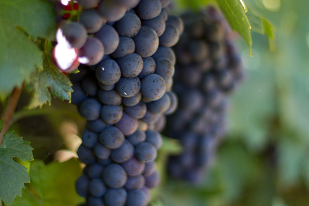 Wine grapes on a California vineyard California grapes