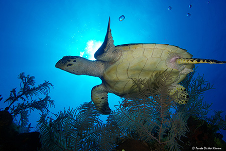 hawksbill turtle hawksbill turtle