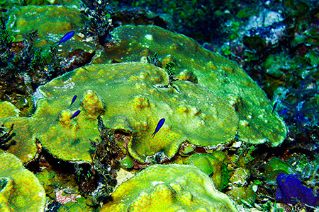 Blue gobies Blue gobies