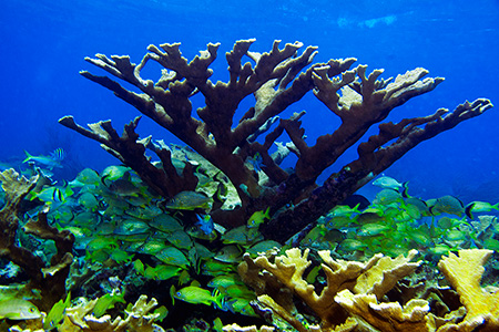 coral coral