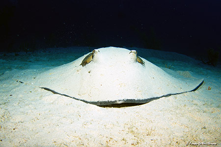 sting ray sting ray