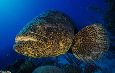 a goliath grouper a goliath grouper