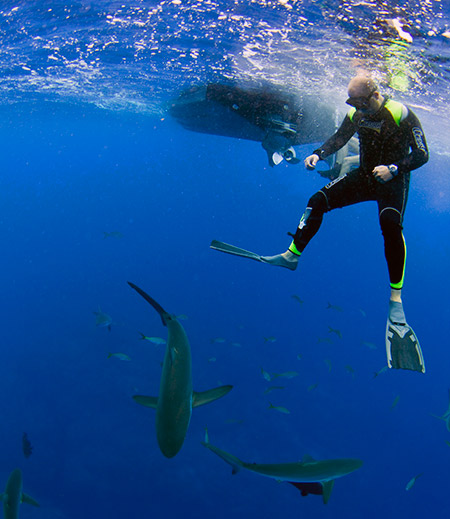 Sharks Sharks