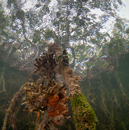 Mangrove roots Mangrove roots