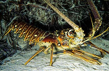 Spiny lobster