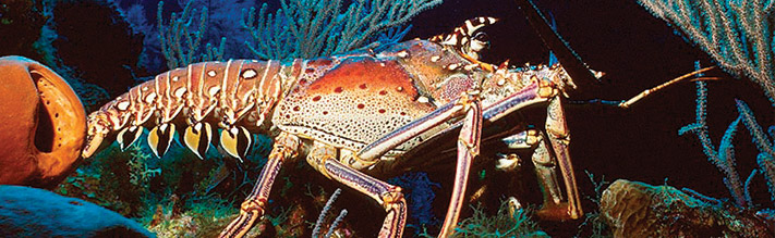 Lobster in Belize