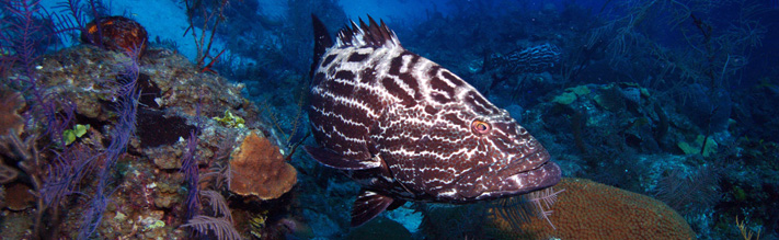 Grouper in Cuba's gardines de la reina Grouper in Cuba's gardines de la reina