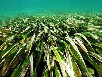 Healthy seagrass meadow Healthy seagrass meadow