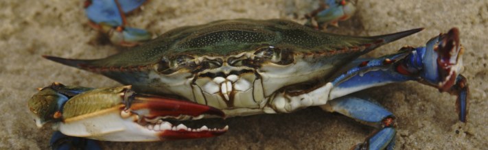 Blue Crab Blue Crab