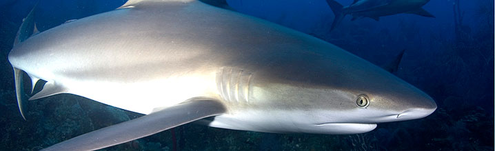 EDF leads tri-national effort to protect sharks in Gulf of Mexico