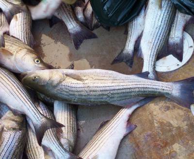Maryland Striped Bass