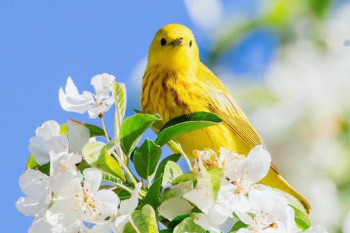 Yellow warbler on a tree branch with white flowers