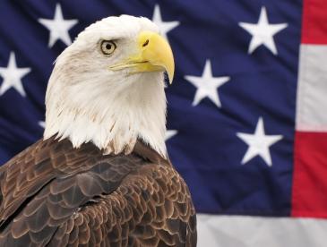 Bald eagle in front of American flag