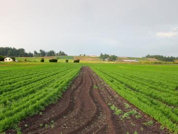 Farm field with crops