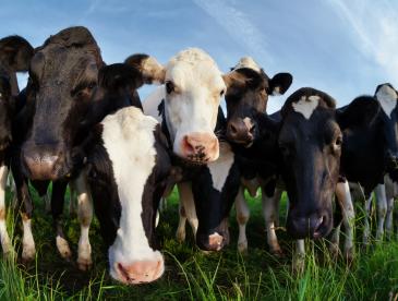 Cows on a pasture beneath a blue sky.