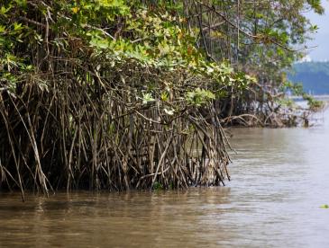 EDF Mangroves Sensor Project Ecuador