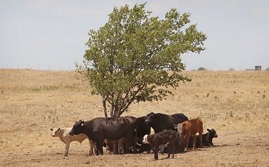 texas drought