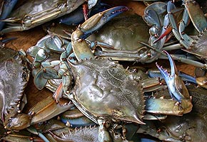 Maryland blue crab Maryland blue crab