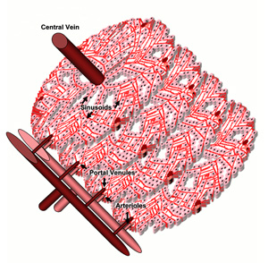 A physiologic lobule