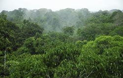 Rainforest canopy Rainforest canopy