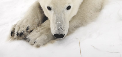 Polar bear Polar bear