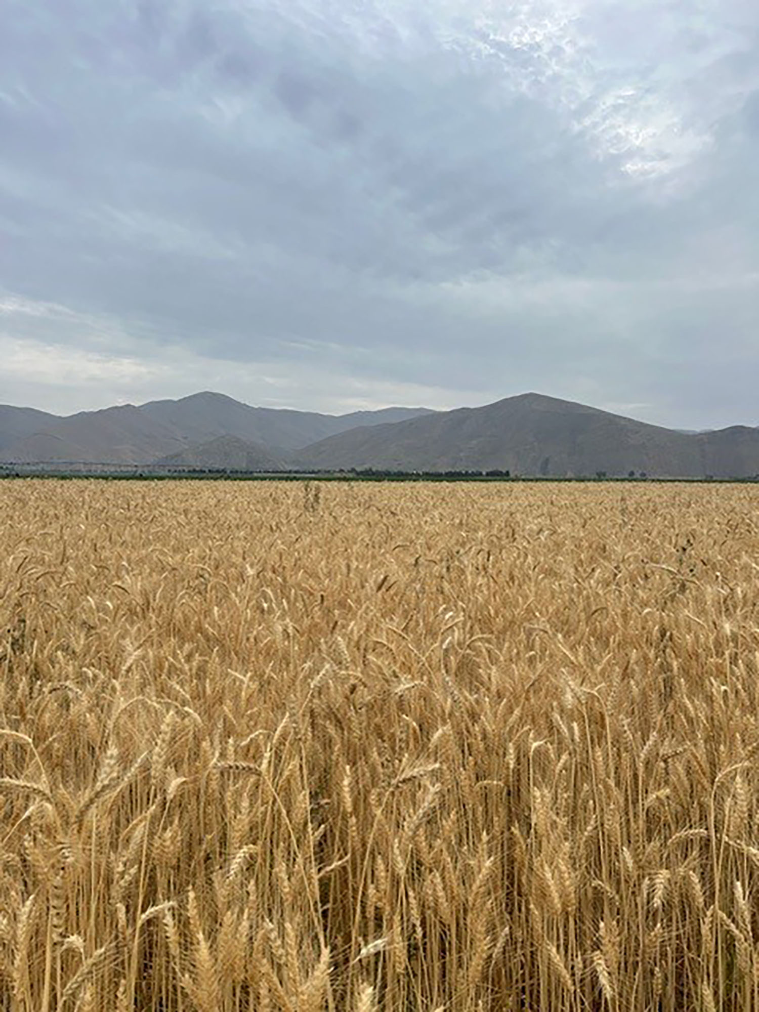 A wide view of Justin's farm in Idaho showing the surrounding mountains.