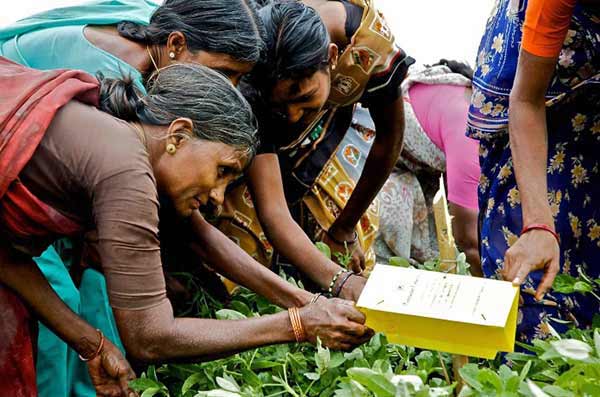 Women in rural India looking at a document