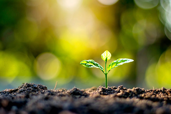 [insert description]