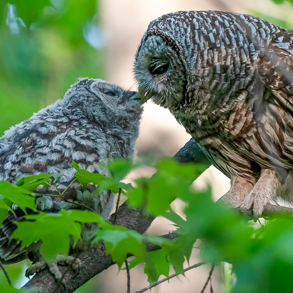 Two owls on a branch