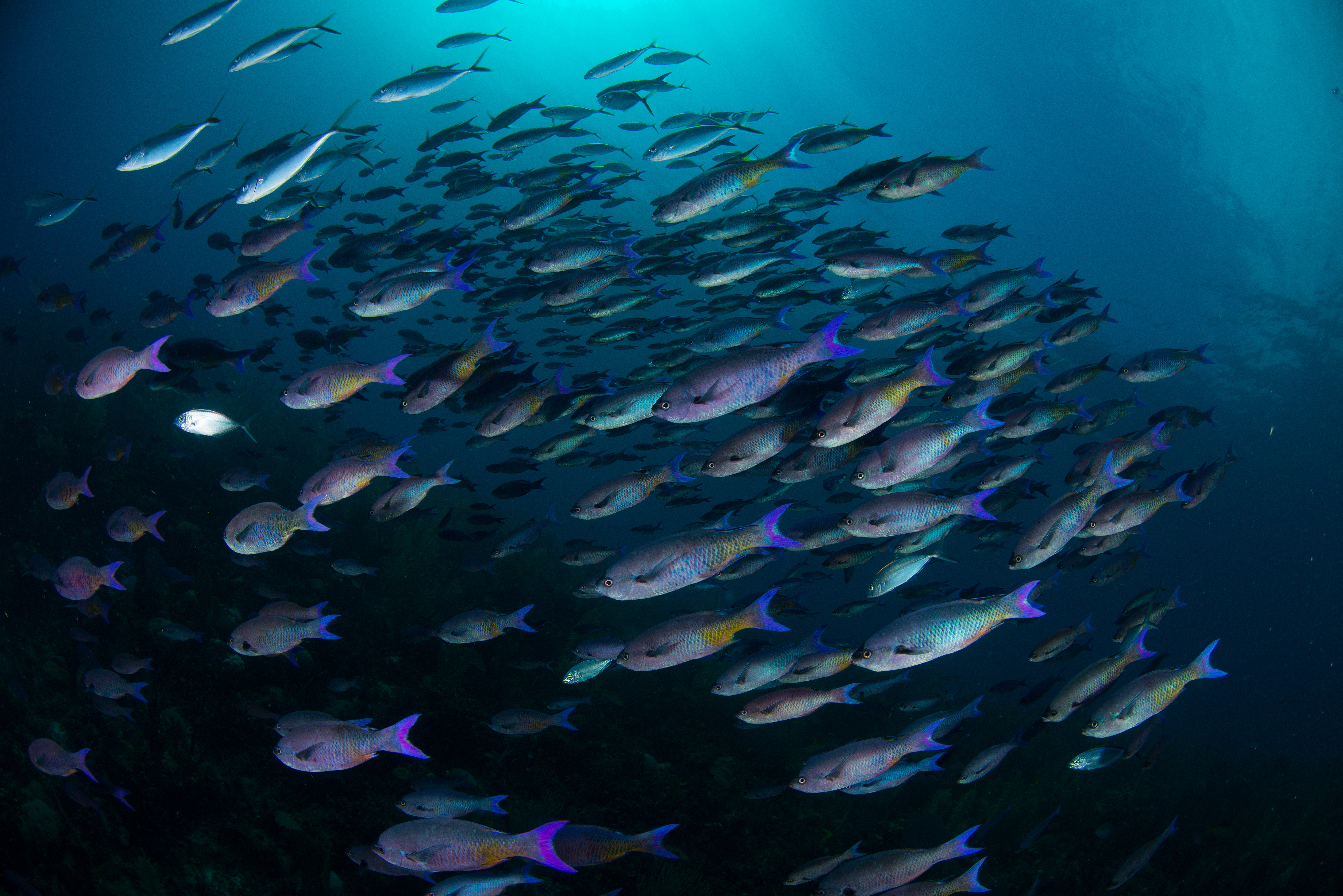 A school of beautiful fish