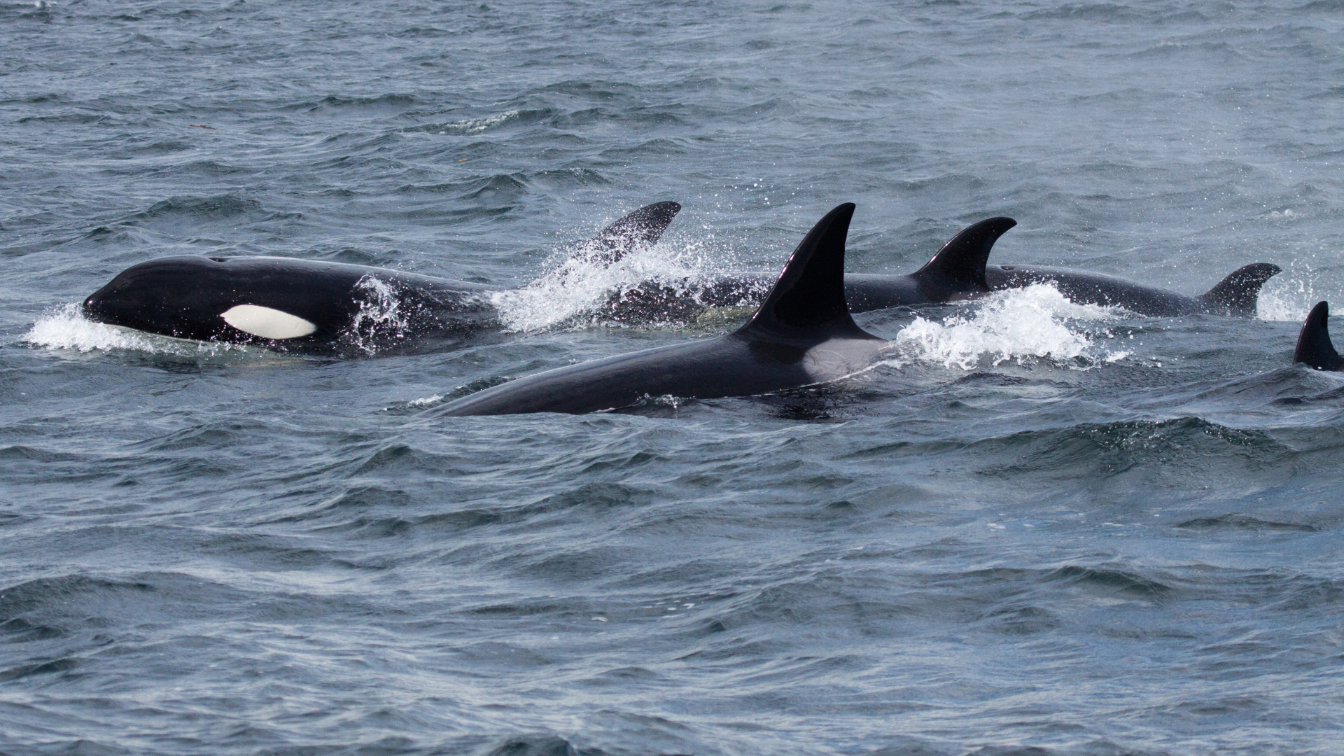A pod of orca whales swimming in the ocean
