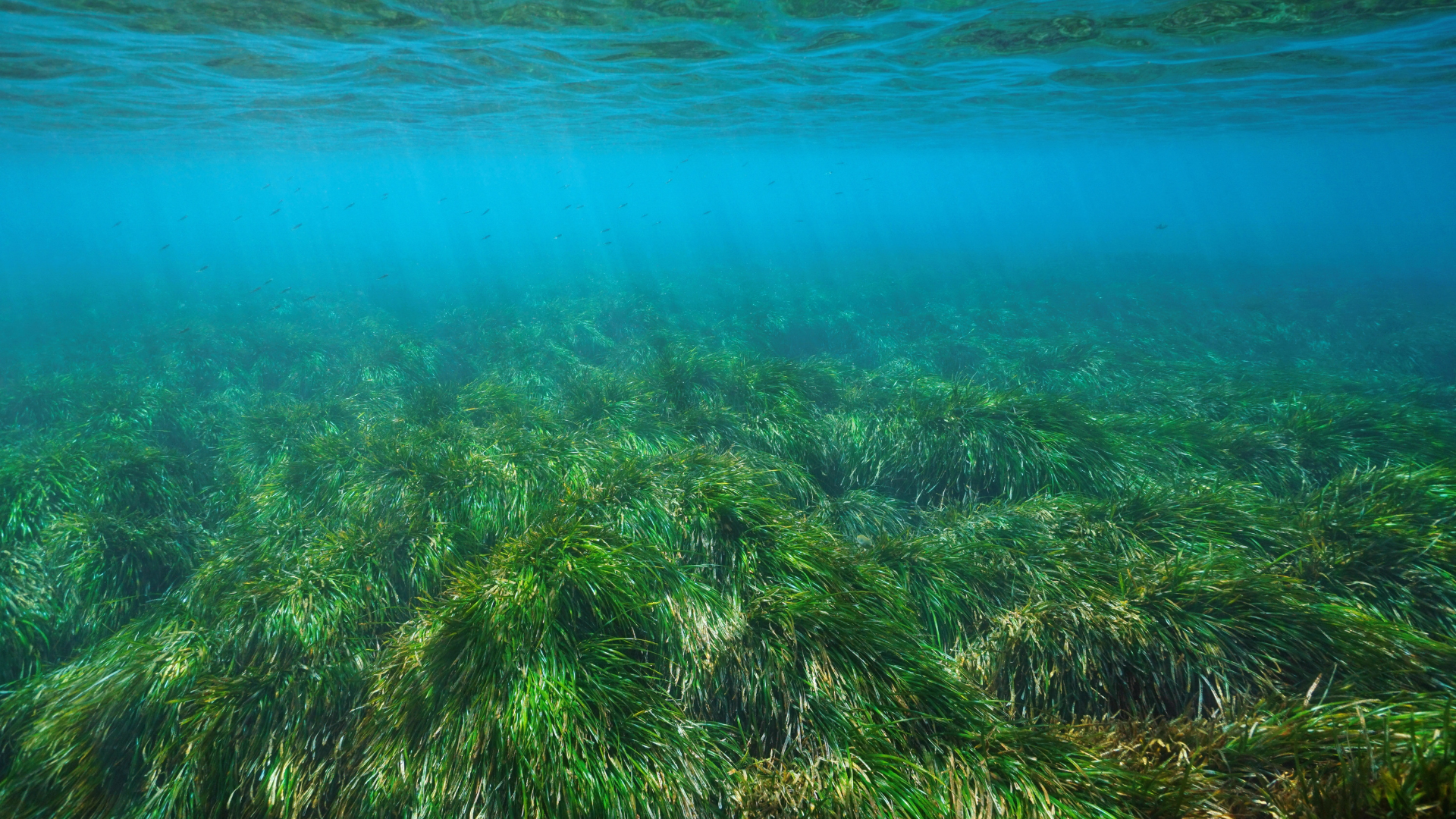 A bed of seagrass on the ocean floor