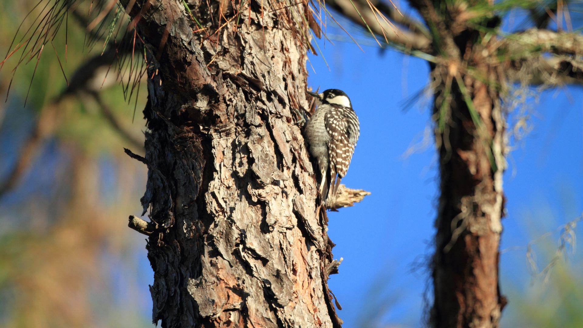 A bird rests on a tree