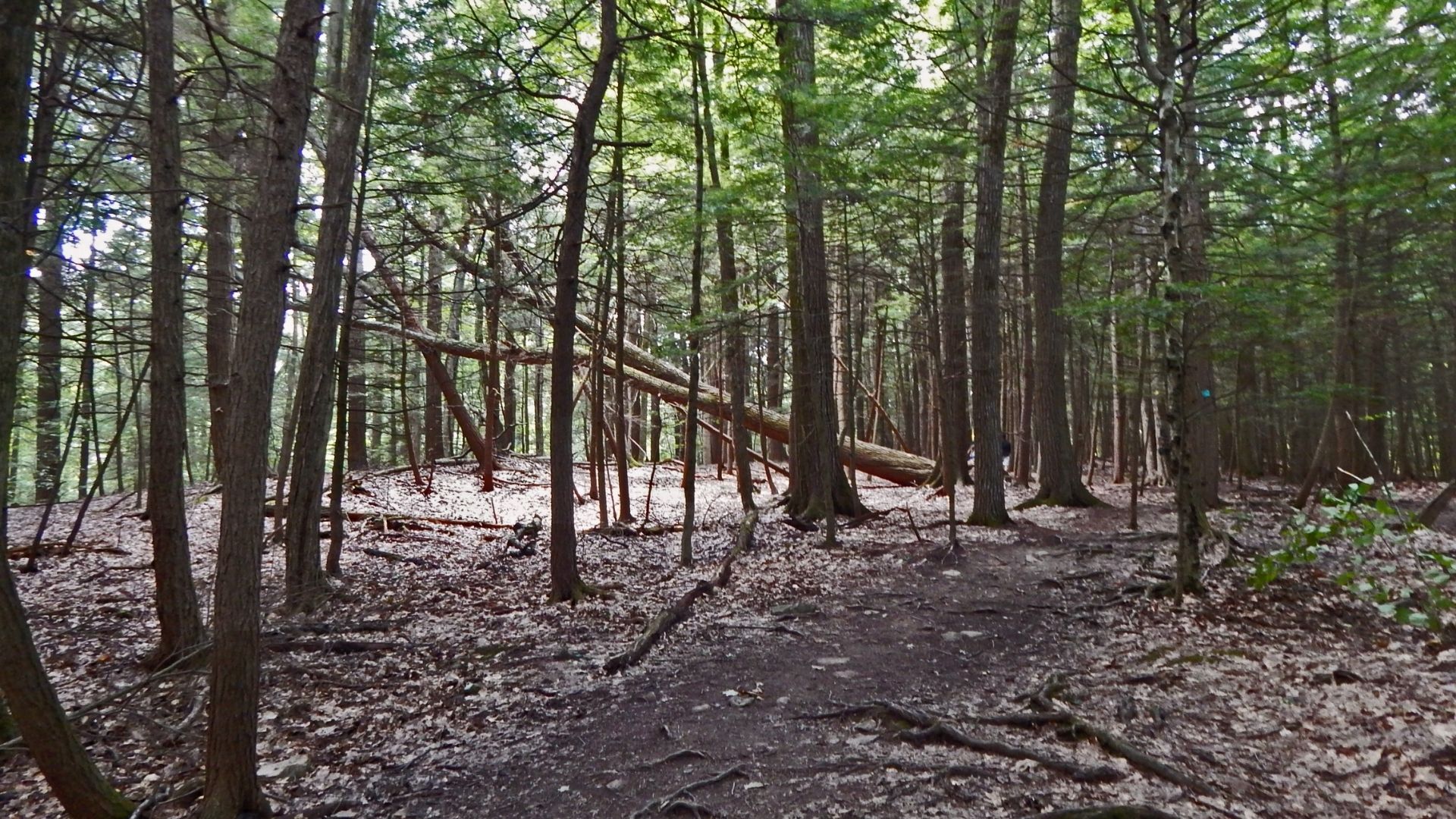 A dense forest