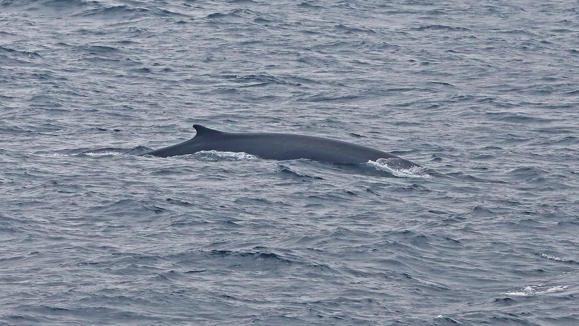 A fin whale surfaces