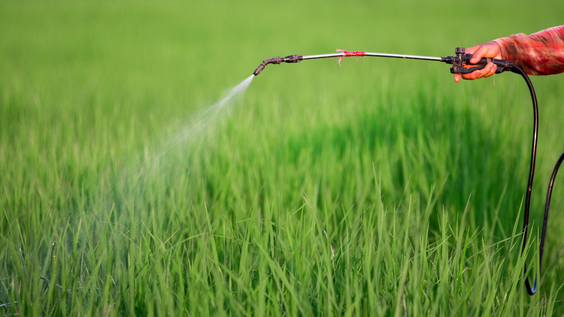 Pesticides being sprayed from a handheld nozzle onto grass